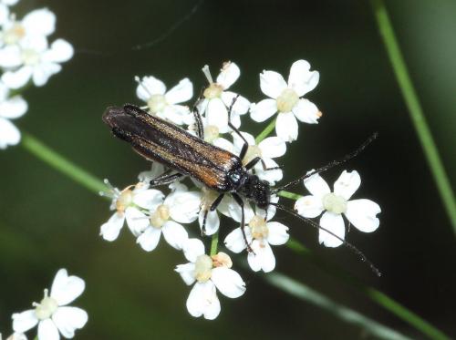 Oedemera pthysica